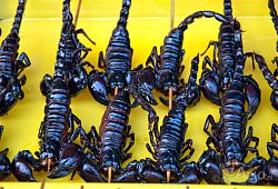 Nocny Bazar Donghuamen, duże skorpiony