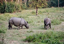 Nosorożce w Parku Narodowym Chitwan