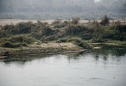 Krokodyle nad rzeką Rapti