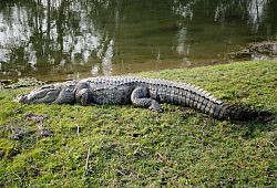Krokodyle nad rzeką Rapti