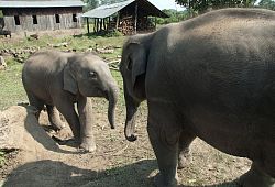 Słonie na terenie Parku Narodowego Chitwan