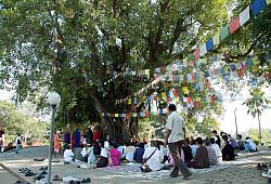 Święte drzewo figowe obok świątyni Mayadevi
